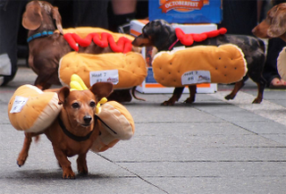 Illustration for article titled Oktoberfest means Dachshund Racing